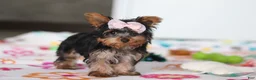 Yorkshire Terrier dogs for sale: Daisy - Ad 4