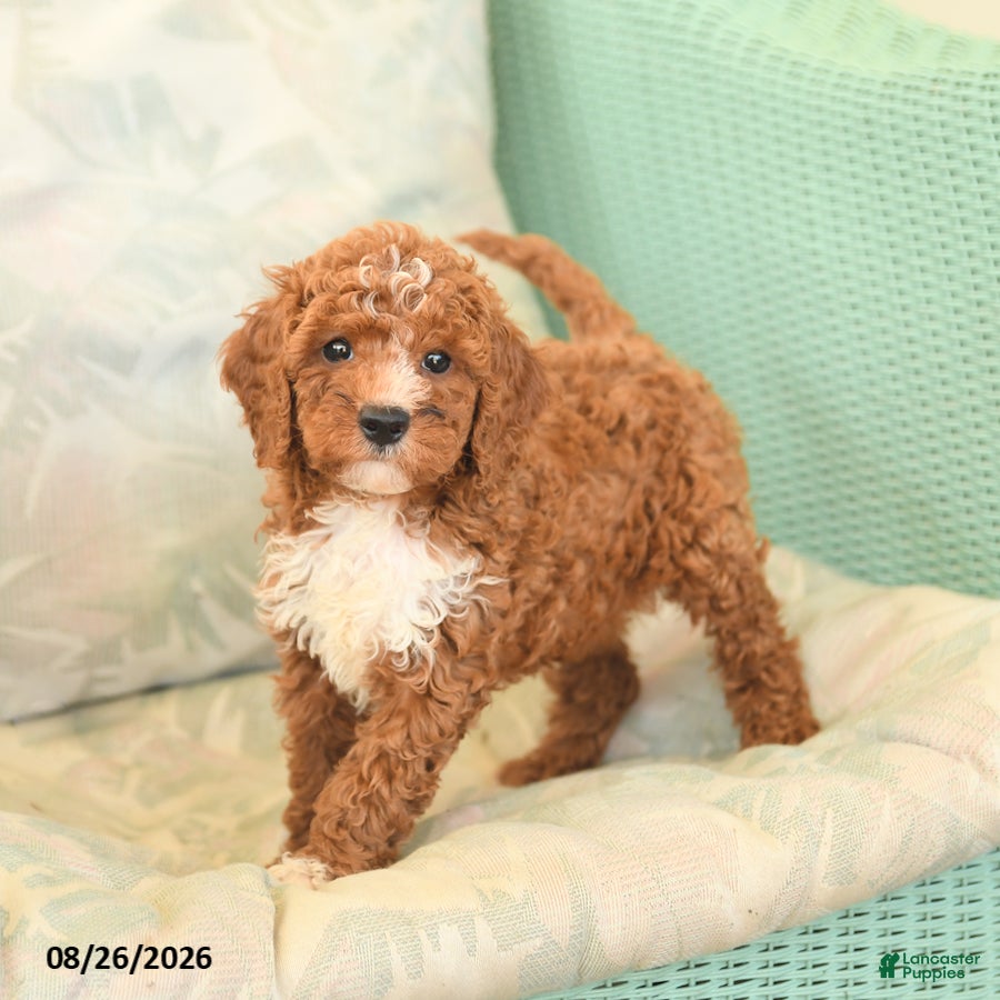 Cavapoo dogs Fancy - Ad 2