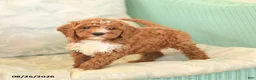 Cavapoo dogs for sale: Fancy - Ad 2