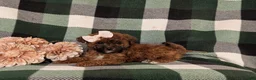 Lhasapoo dogs for sale: Chanelle Hypoallergenic - Ad 4
