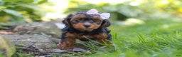 Yorkiepoo dogs for sale: Ariel - Ad 3