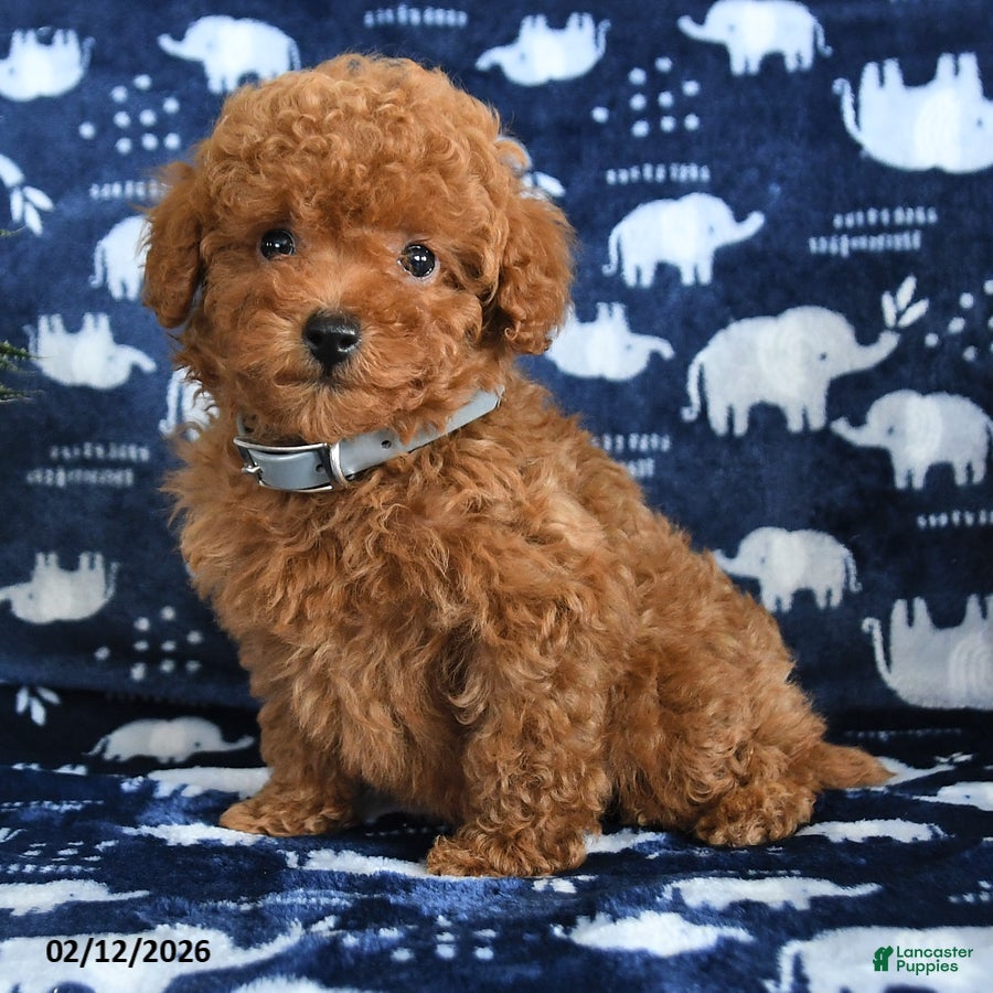 Miniature Poodle dogs Owen - Ad 2