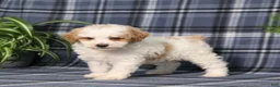 Miniature Poodle dogs for sale: Xeena - Ad 3