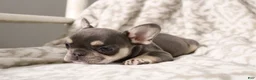 French Bulldog dogs for sale: Leo - Ad 15