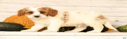 Cavapoo dogs for sale: Pepper - Ad 8