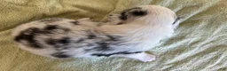 Mixed Breed dogs for sale: Laken - Ad 5