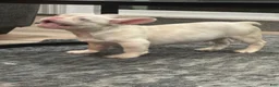 French Bulldog dogs for sale: Pinkey  - Ad 8
