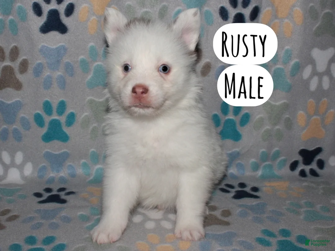 Pomsky dogs for sale: Rusty - Ad 2
