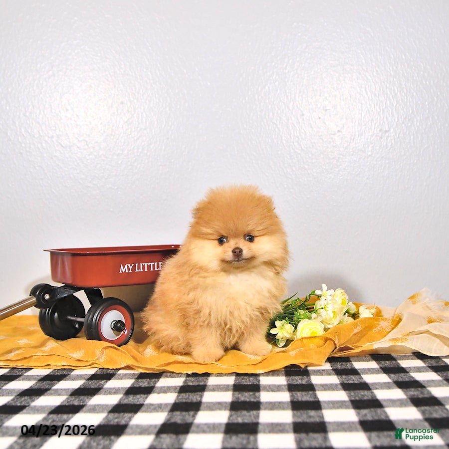Pomeranian dogs Teddy - Ad 2
