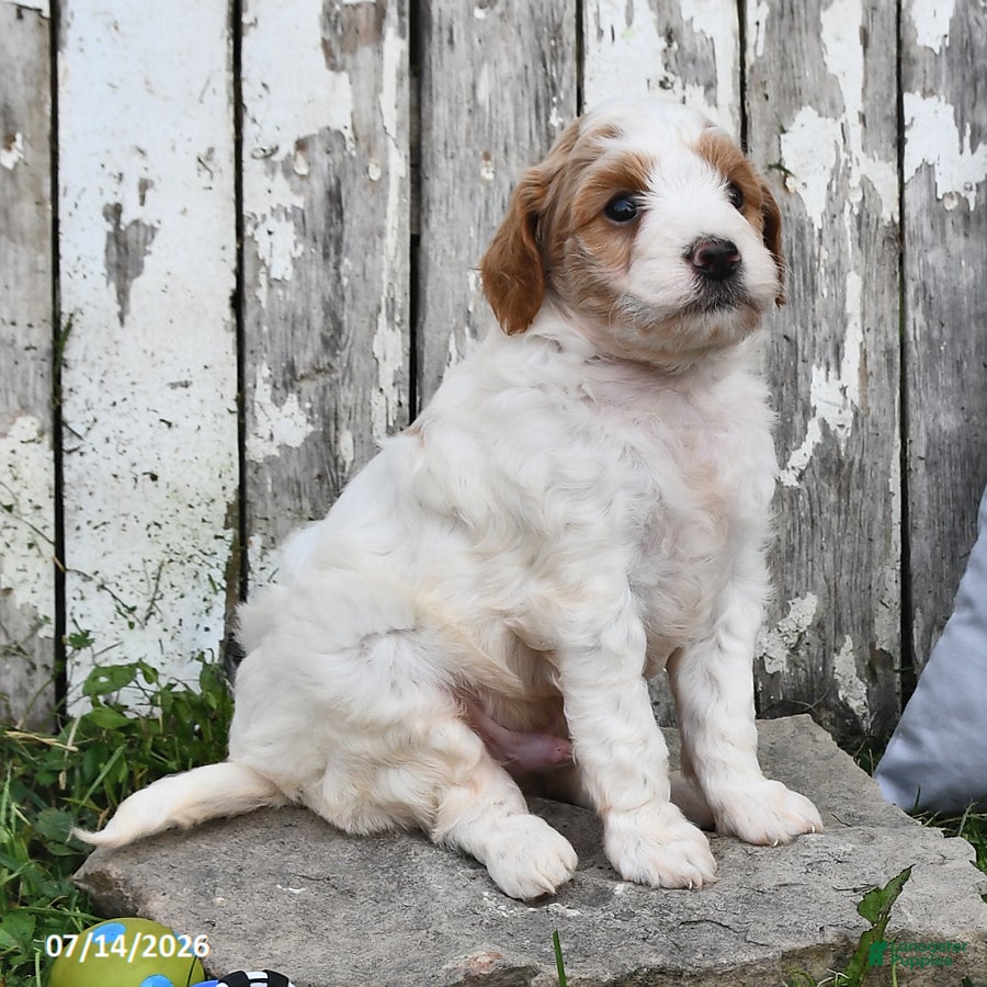 Goldendoodle dogs Lass   - Ad 2