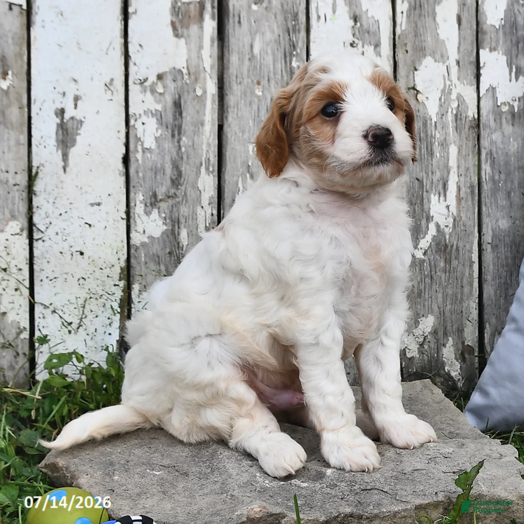 Goldendoodle dogs for sale: Lass   - Ad 2