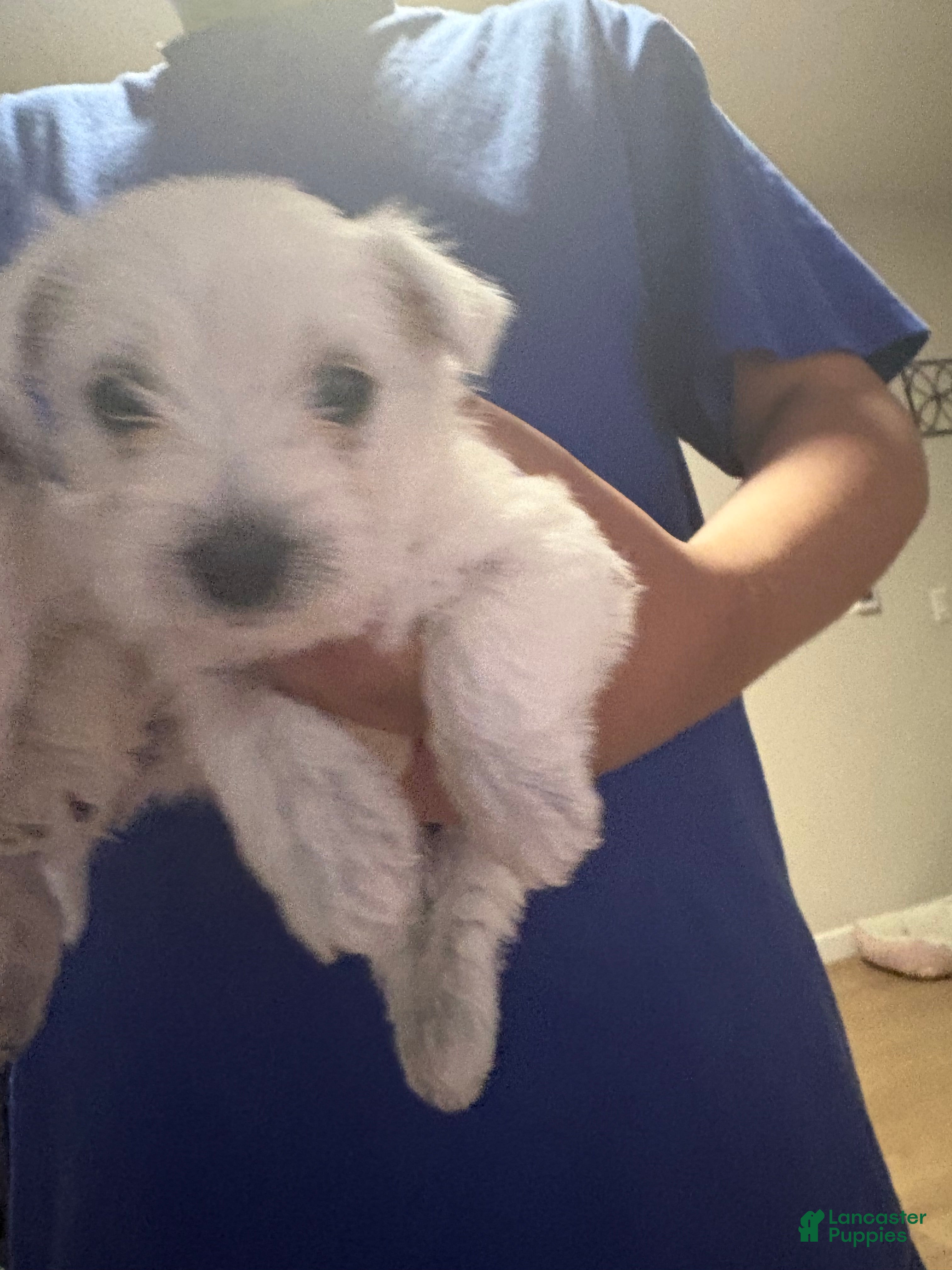 West Highland Terrier dogs  Puppy 2 - Ad 2