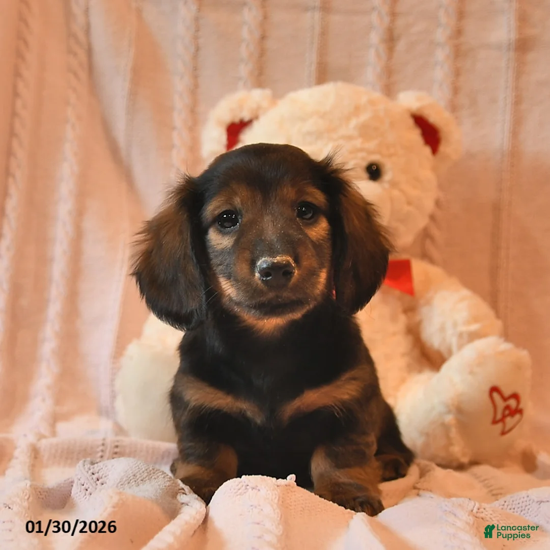 Miniature Dachshund dogs for sale: Hayes  - Ad 1