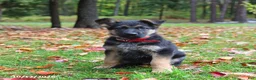 German Shepherd dogs for sale: Coffee - Ad 3