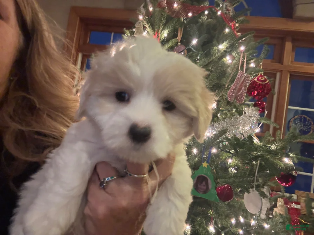 Coton De Tulear dogs for sale: Coton De Tulear 4  billy - Ad 1