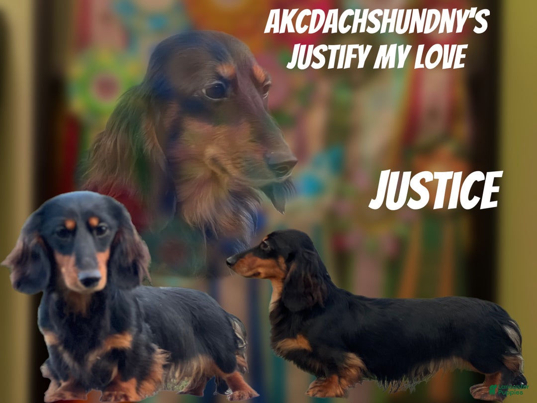 Miniature Dachshund dogs for sale: Full AKC Russian boy - Ad 11