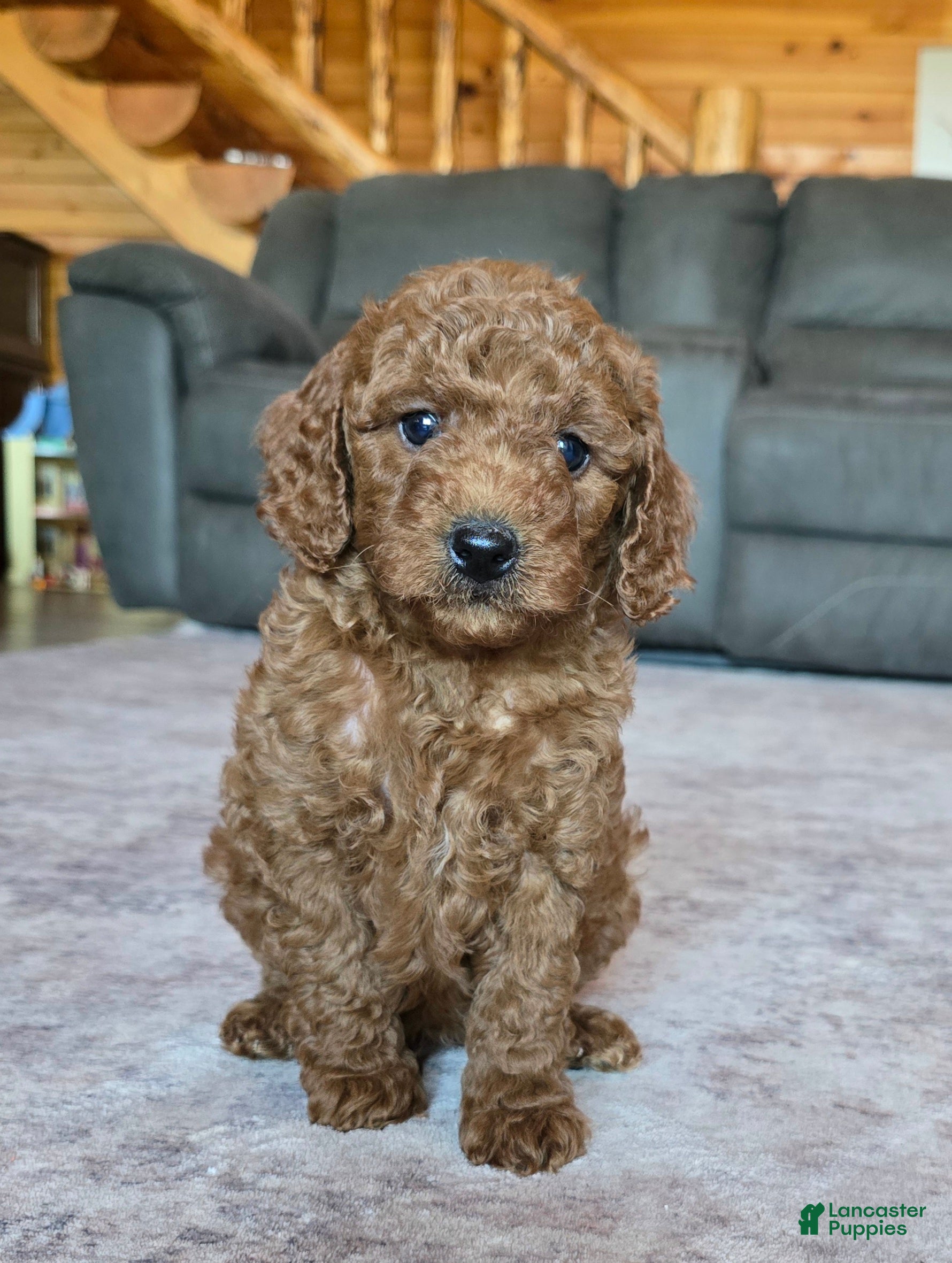 Miniature Poodle dogs for sale: Mini Lincoln - Ad 1