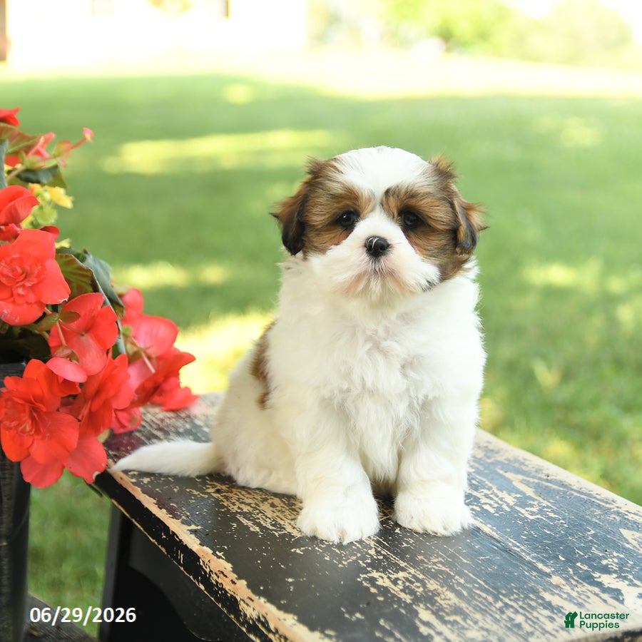 Shih Tzu dogs Lily - Ad 1