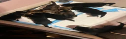 German Shepherd dogs for sale: German Shepherd 3 - Ad 7