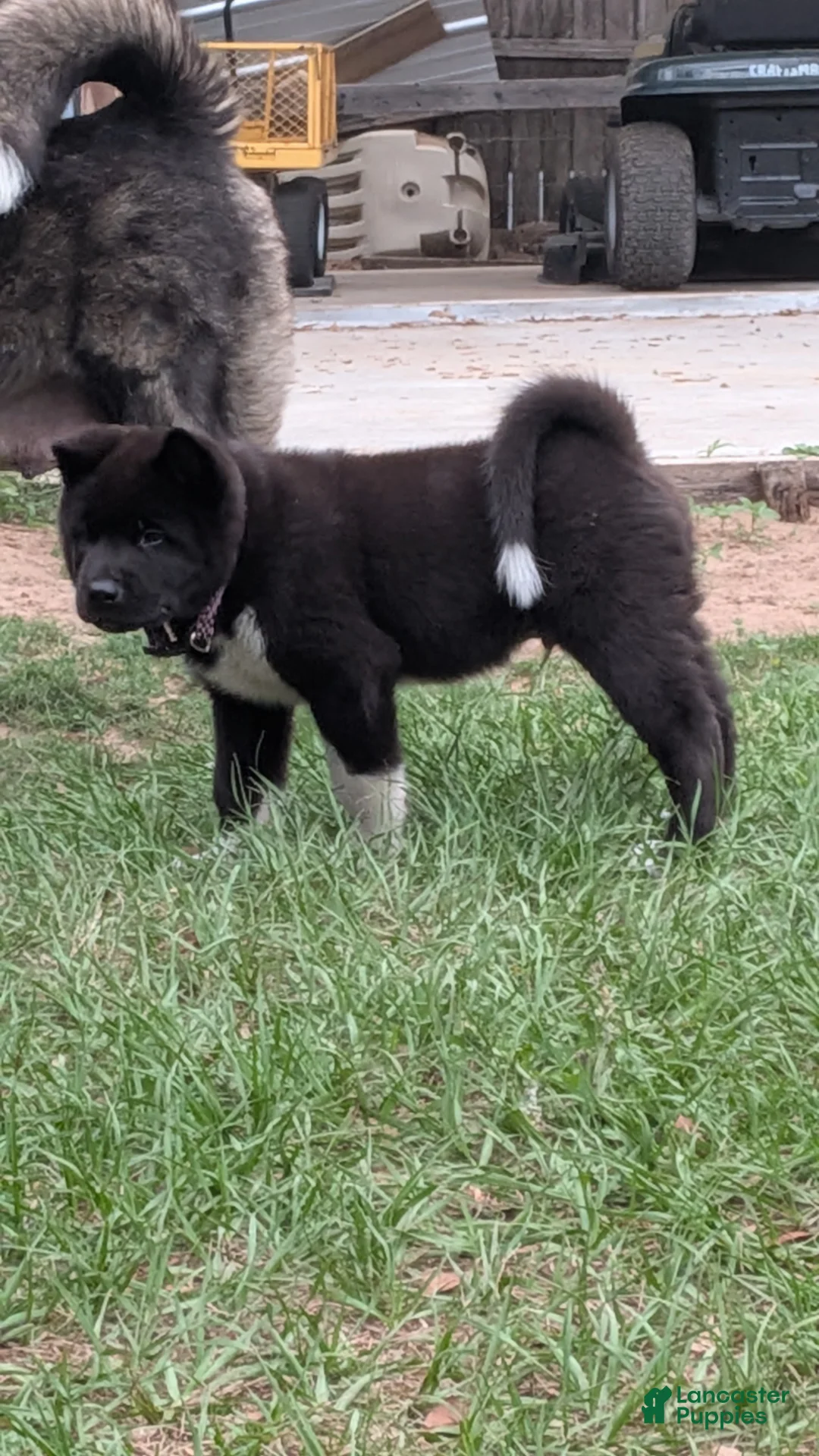Akita dogs for sale: Akita Puppy 5 - Ad 1