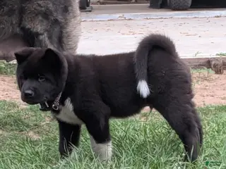 Akita dogs for sale: Akita Puppy 5 - Ad 4