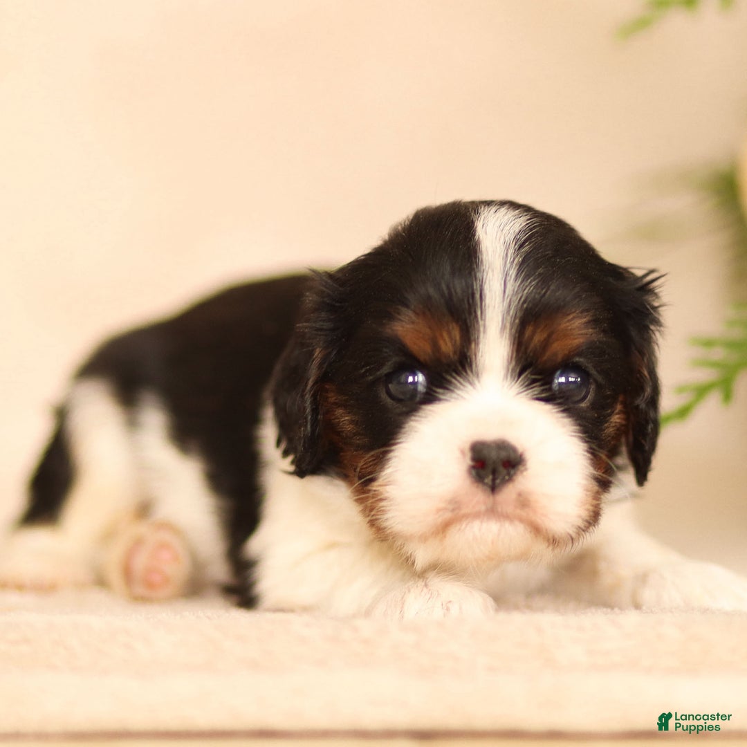 Cavalier King Charles Spaniel dogs for sale: Cassian - Ad 15