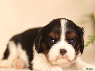 Cavalier King Charles Spaniel dogs Cassian - Ad 14