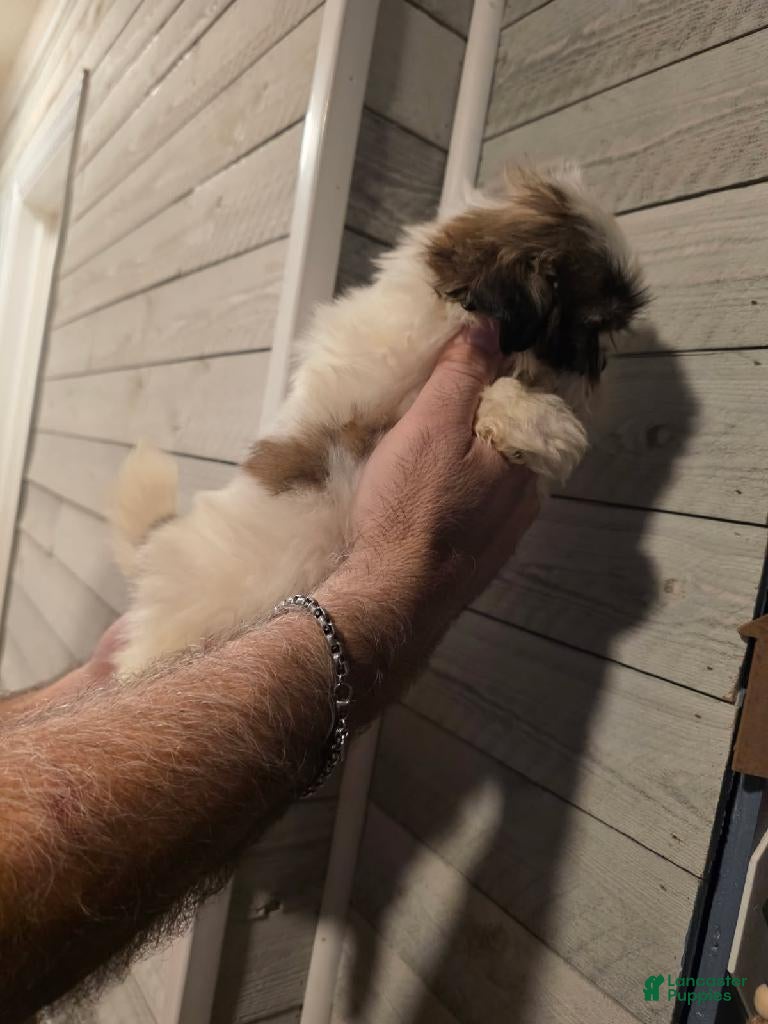 Shih Tzu dogs Steven  - Ad 2