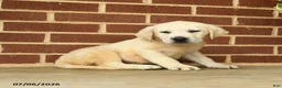 Labrador Retriever dogs for sale: Bouncer - Ad 4