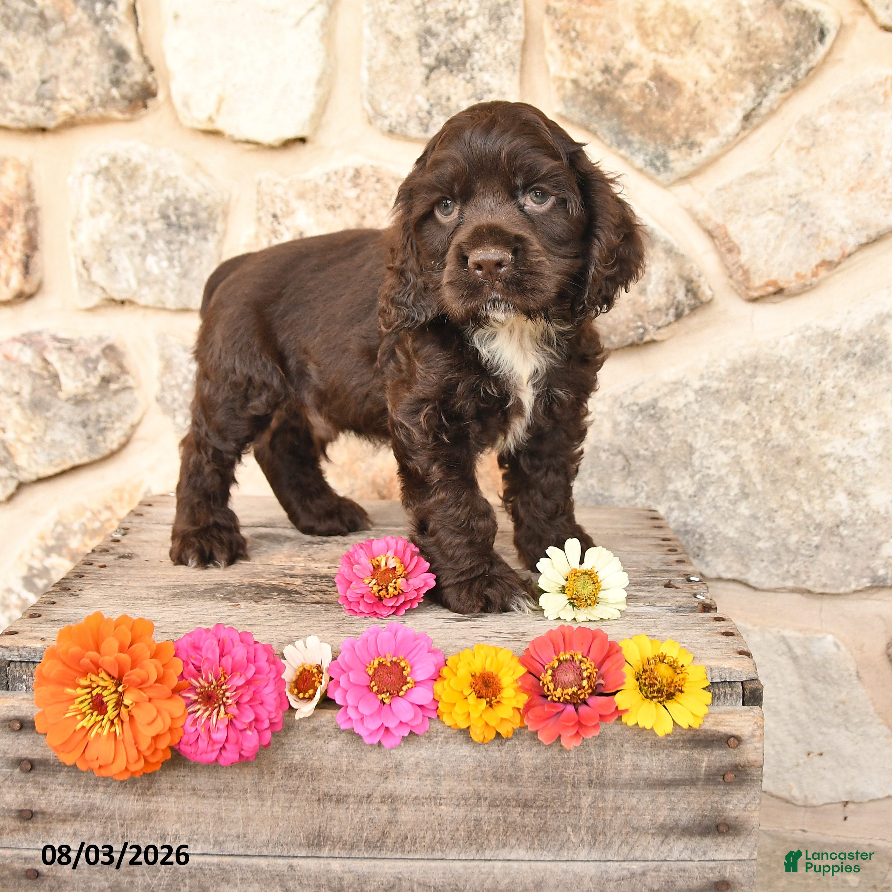 Cocker Spaniel dogs Dallas - Ad 1