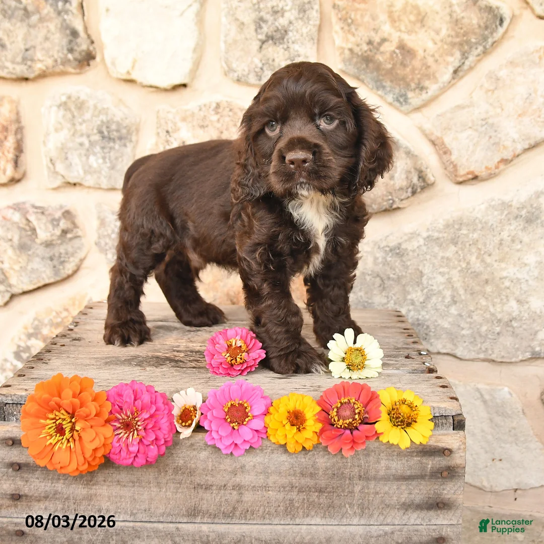 Cocker Spaniel dogs for sale: Dallas - Ad 1