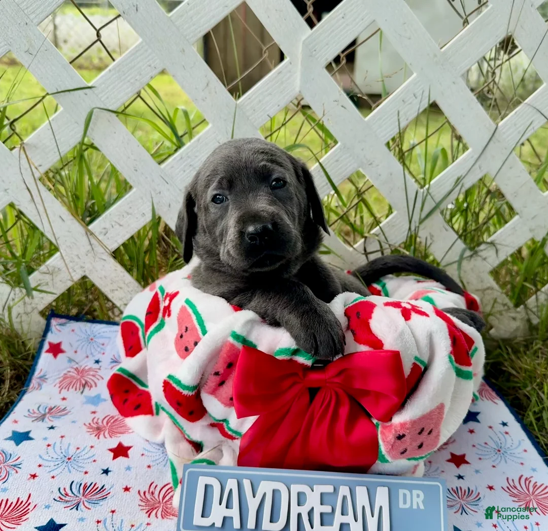 Labrador Retriever dogs for sale: Star - Ad 1