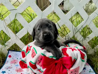 Labrador Retriever dogs for sale: Star - Ad 1