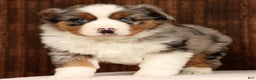 Miniature Australian Shepherd dogs for sale: Smokey - Ad 5