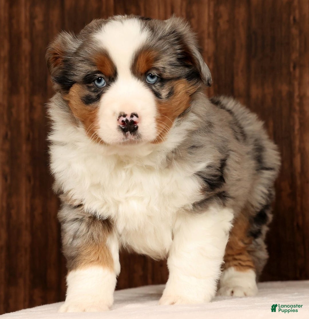 Miniature Australian Shepherd dogs for sale: Smokey - Ad 5