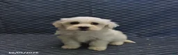 Mixed Breed dogs for sale: Tiny - Ad 5