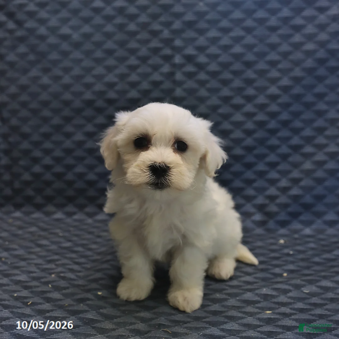 Mixed Breed dogs for sale: Tiny - Ad 5