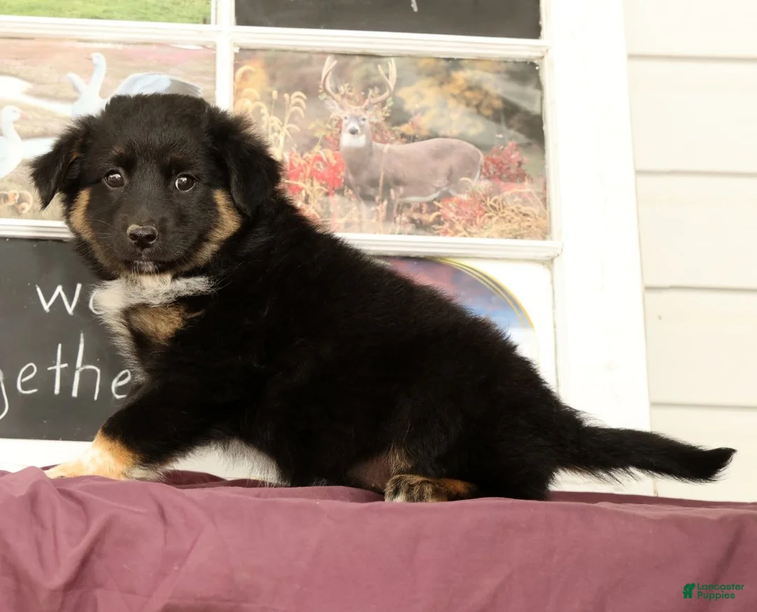 Mixed Breed dogs for sale: Tipsie - Ad 2
