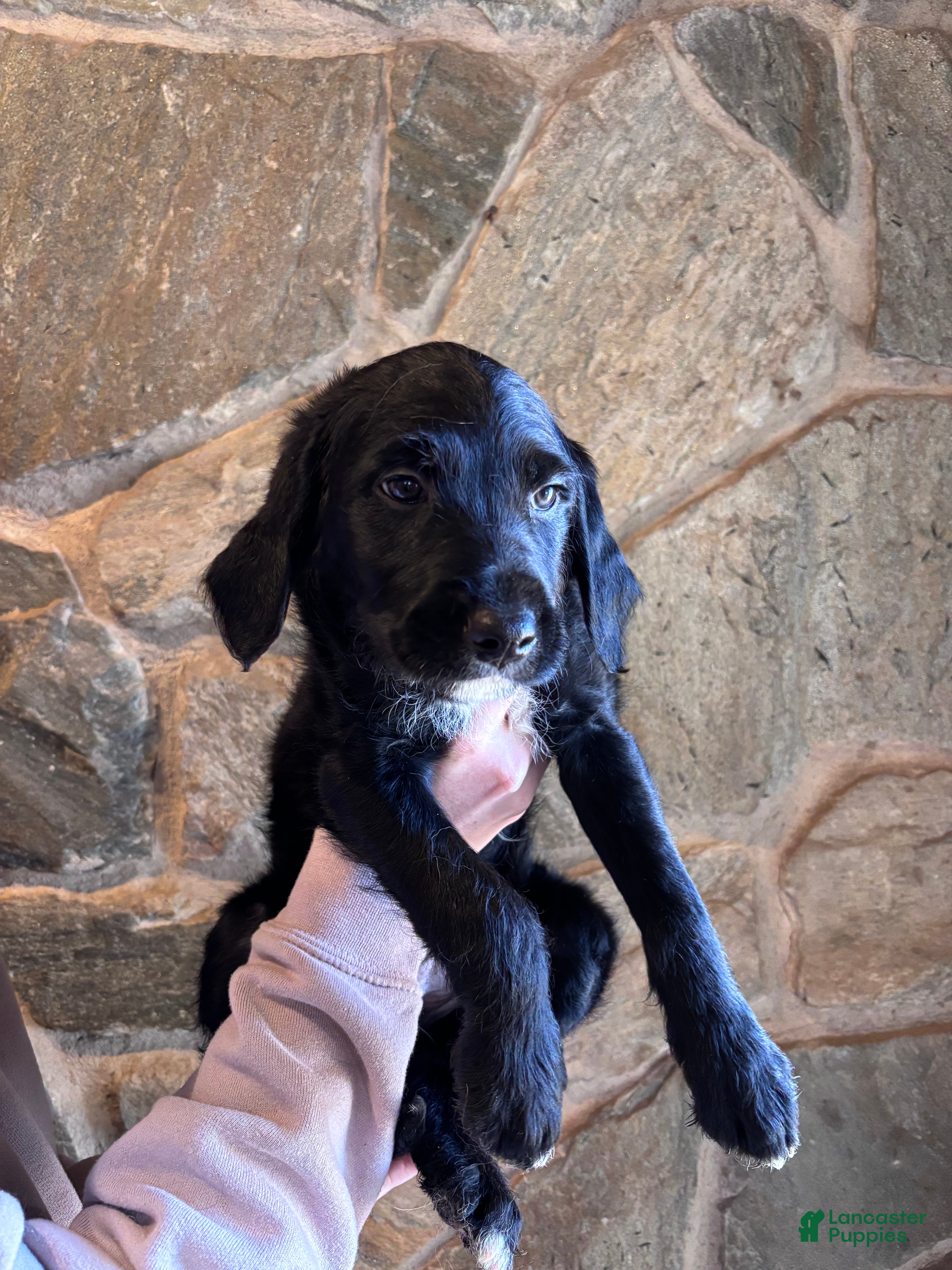 Mini Goldendoodle dogs Mini Goldendoodle Puppy 1 (Rex) - Ad 9