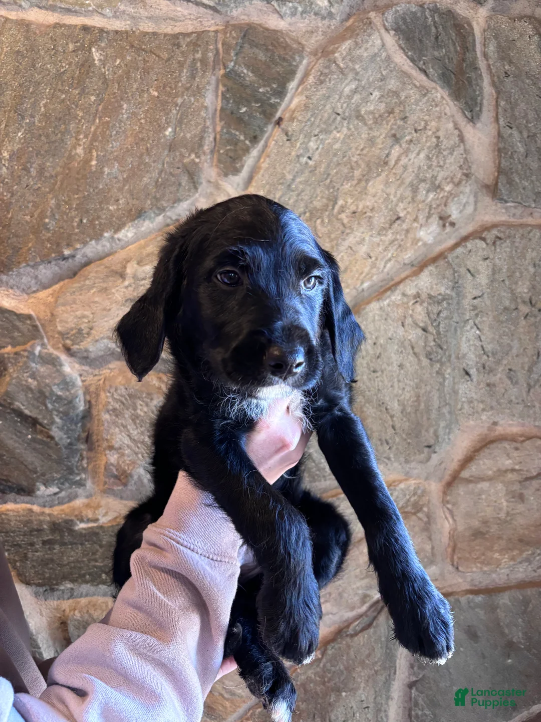 Mini Goldendoodle dogs for sale: Mini Goldendoodle Puppy 1 (Rex) - Ad 1