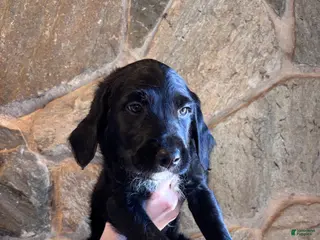 Mini Goldendoodle dogs Mini Goldendoodle Puppy 1 (Rex) - Ad 3