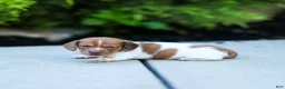 Miniature Dachshund dogs for sale: Missy Miniature Dachshund  - Ad 5