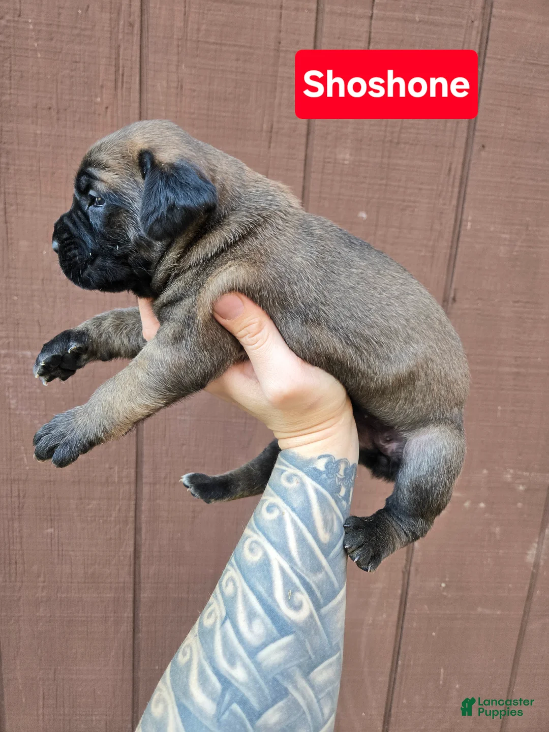 Cane Corso dogs for sale: Shoshone - Ad 1