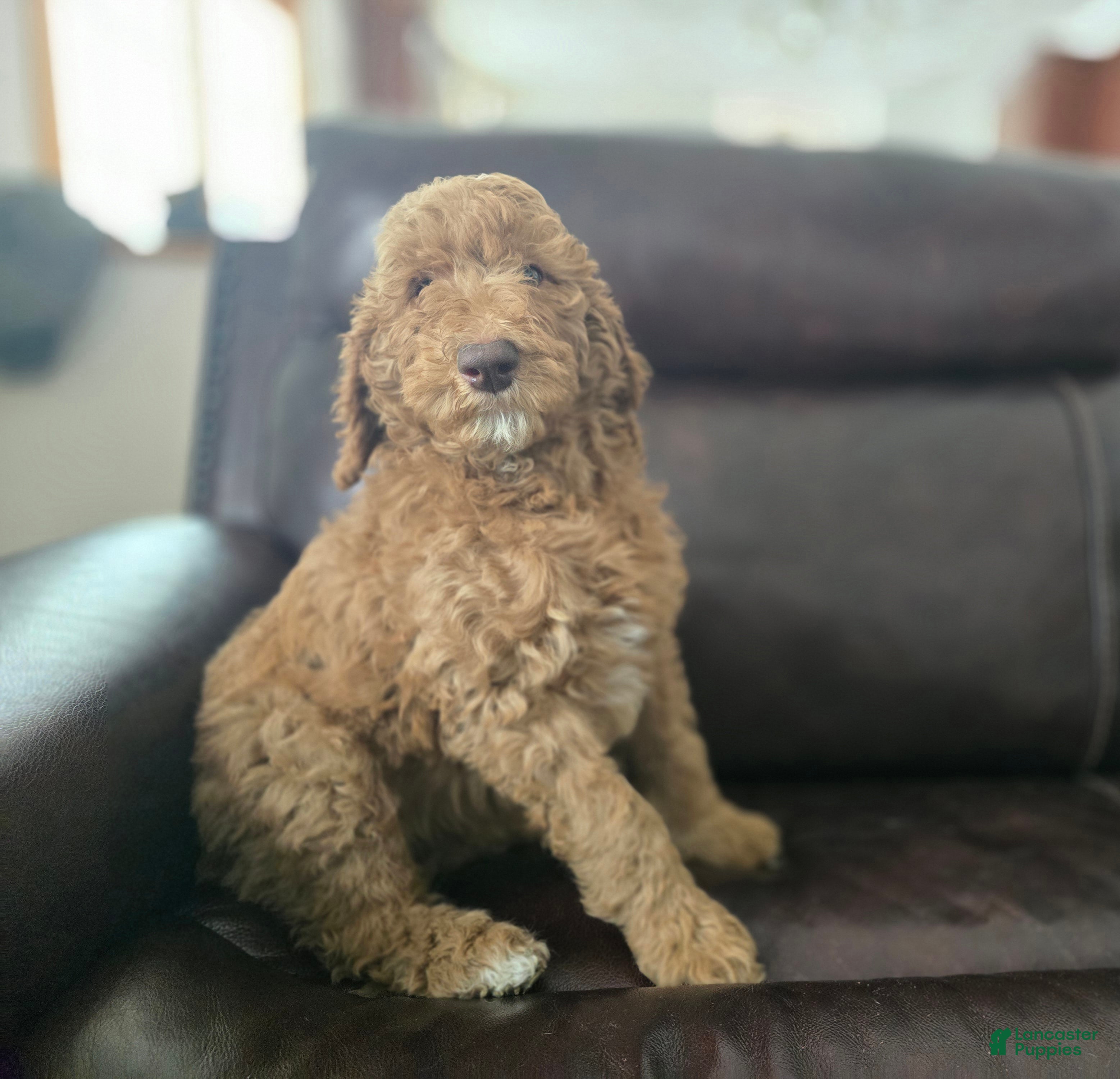 Standard Poodle dogs Holly - Ad 8
