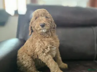 Standard Poodle dogs Holly - Ad 10