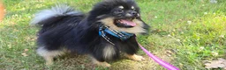Pomeranian dogs for sale: Pomeranian 1 - Ad 3