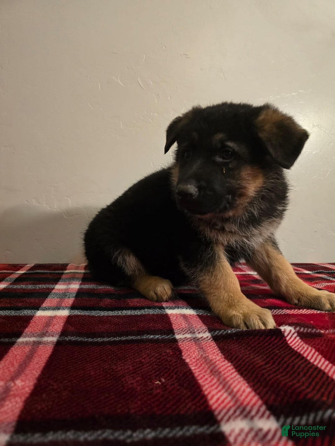 German Shepherd dogs for sale: Max - Ad 14