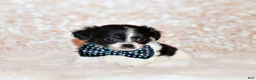 Chihuahua dogs for sale: Nevan - Ad 5