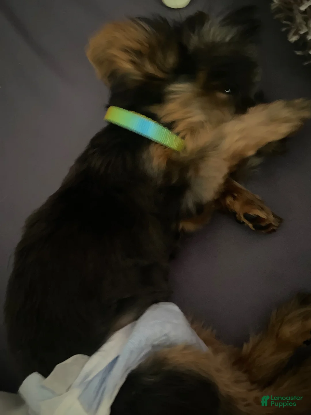 Yorkshire Terrier dogs for sale: Yorkshire Terrier Puppy 1 - Ad 1