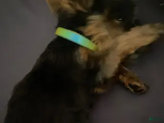 Yorkshire Terrier dogs Yorkshire Terrier Puppy 1 - Ad 36